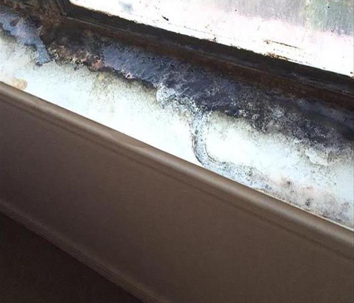 mold growing by window