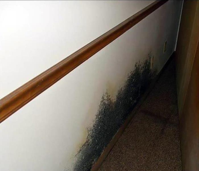a leak caused a mold infestation to grow on the wall