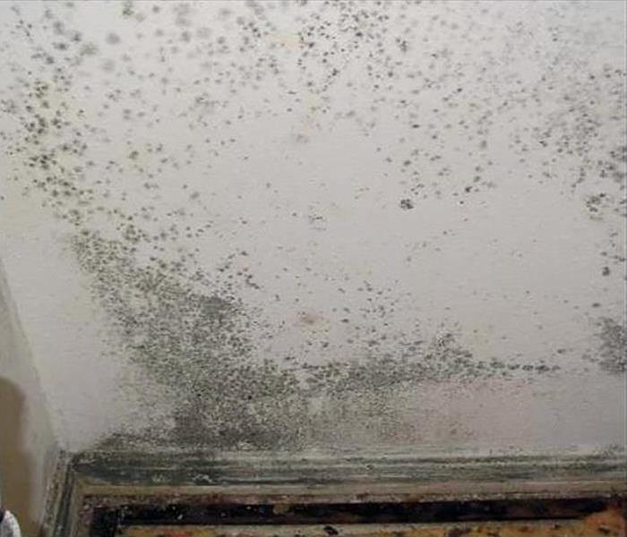 mold growing on white wall in home