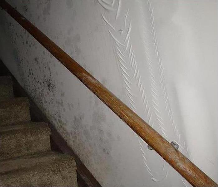  Mold and water damage going up the wall and carpet of this stair case